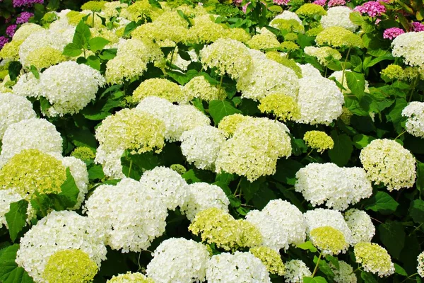 Grandes Fleurs Blanches Poussent Sur Les Arbustes Hortensia Par Une — Photo