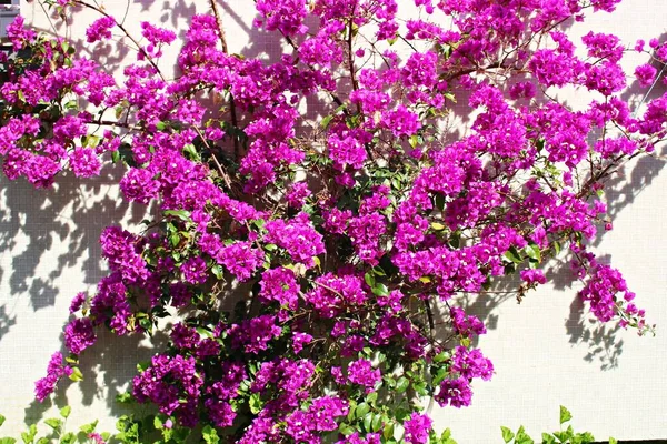 Kletterpflanze Mit Vielen Leuchtend Violetten Blüten Vor Einer Weißen Wand — Stockfoto