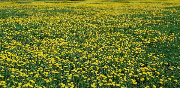 五月温暖的日子里 许多黄色的蒲公英在田野和草地上盛开 — 图库照片