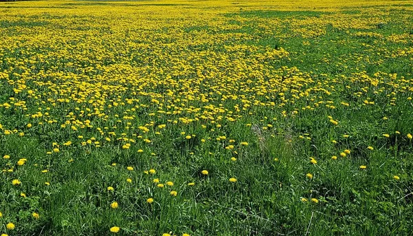 Viele Gelbe Löwenzahnblüten Blühten Warmen Maitagen Auf Den Freiflächen Von — Stockfoto