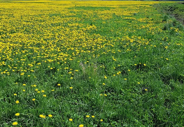 Muitas Flores Dente Leão Amarelas Floresceram Nos Espaços Abertos Campos — Fotografia de Stock