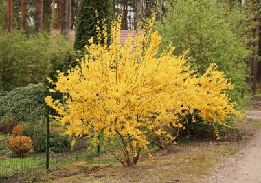 Bahar zamanı bir sürü güzel, küçük, parlak sarı çiçeklerle açan fındık ağacı..