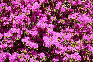 Baharda güzel, parlak leylak çiçekleri olan Azalea bahçesi..