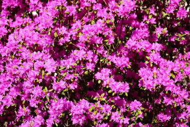 Baharda güzel, parlak leylak çiçekleri olan Azalea bahçesi..