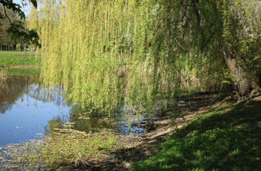 Söğüt yeşili dallar suyun pürüzsüz yüzeyinde eğilir..