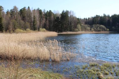 Baharın başlarında kıyı boyunca ve orman boyunca eski sarı kamışlı göl.