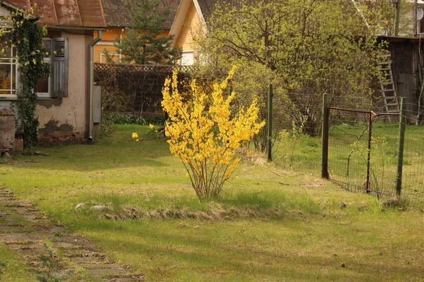Forsythia Arbusto Que Florece Con Flores Amarillas Jurmala Letonia Primavera — Foto de Stock