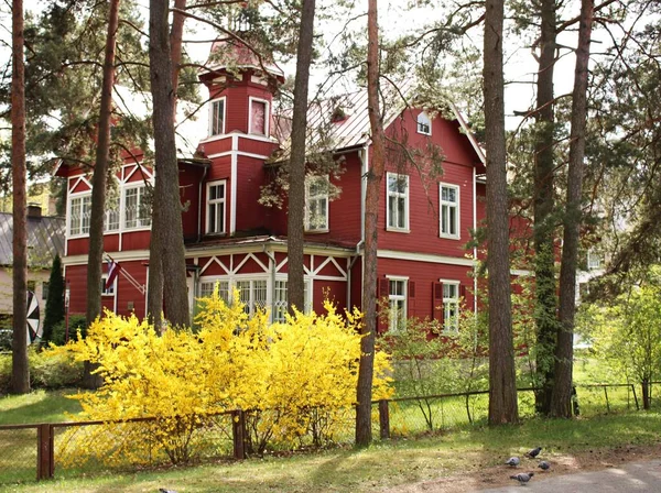 Forsythia Arbusto Que Florece Con Flores Amarillas Jurmala Letonia Primavera — Foto de Stock