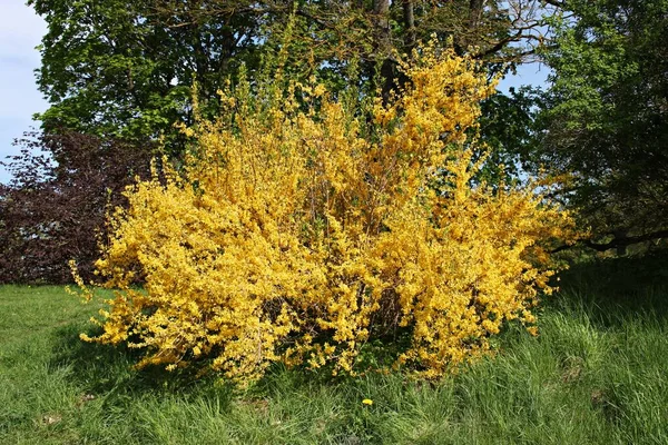 Forsythia Struik Bloeien Met Vele Mooie Kleine Heldere Gele Bloemen — Stockfoto