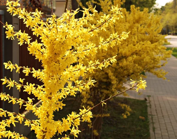 Forsythia Кустарник Цветет Многими Красивыми Маленькими Ярко Желтыми Цветами Весеннее — стоковое фото