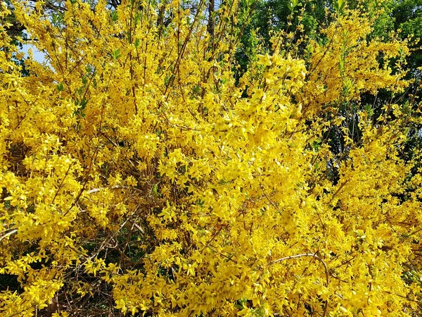 Arbusto Forsythia Florescendo Com Muitas Belas Pequenas Flores Amarelas Brilhantes — Fotografia de Stock