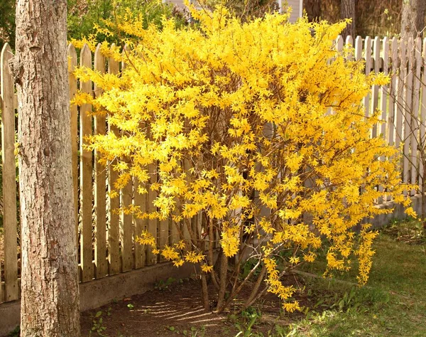 Forsythia Buske Blommar Med Många Vackra Små Ljusa Gula Blommor — Stockfoto