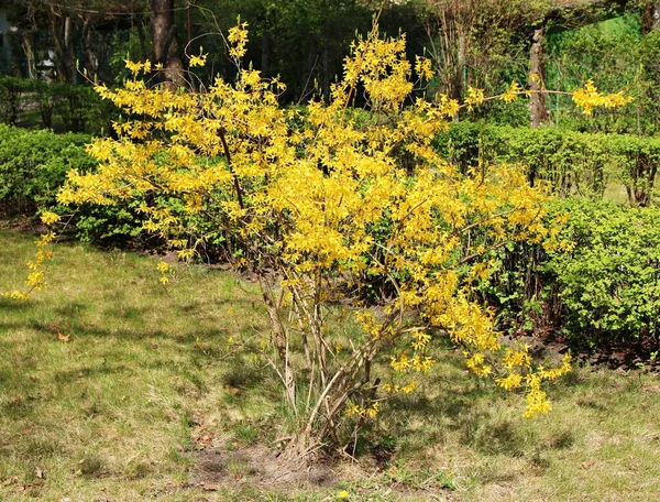 Forsythia Struik Bloeien Met Vele Mooie Kleine Heldere Gele Bloemen — Stockfoto