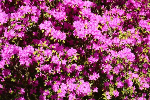 Garten Azaleen Strauch Mit Schönen Leuchtend Lila Blüten Frühling — Stockfoto