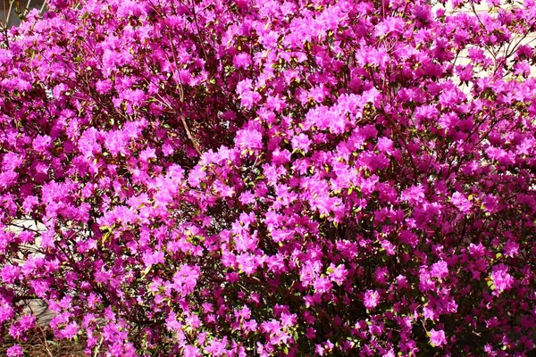 Garden Azalea Bush Beautiful Bright Lilac Flowers Spring Time — Stock Photo, Image
