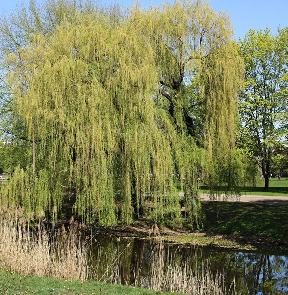 Willow green branches bend low over the smooth surface of the water.