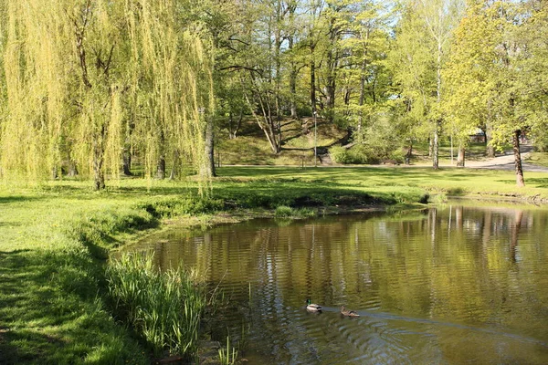 Willow Gröna Grenar Böja Lågt Över Den Släta Ytan Vattnet — Stockfoto