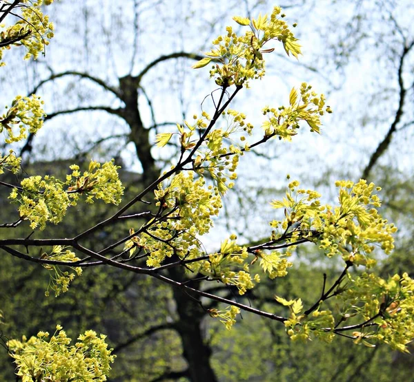 在第一个温暖的春天里枫树上的嫩叶和花朵 — 图库照片