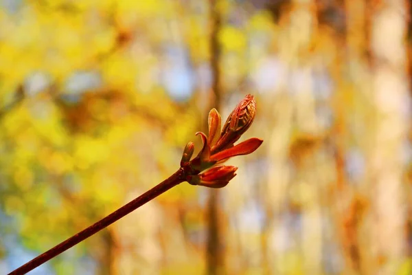 Νεαρά Φύλλα Και Λουλούδια Σφενδάμι Τις Πρώτες Ζεστές Ανοιξιάτικες Μέρες — Φωτογραφία Αρχείου