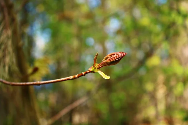 Young Leaves Flowers Maple Tree First Warm Spring Days — Stock Photo, Image