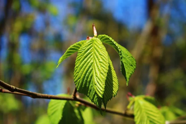 Eerste Bladeren Scheuten Van Bloemen Een Kastanjeboom Het Vroege Voorjaar — Stockfoto