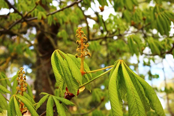 Eerste Bladeren Scheuten Van Bloemen Een Kastanjeboom Het Vroege Voorjaar — Stockfoto