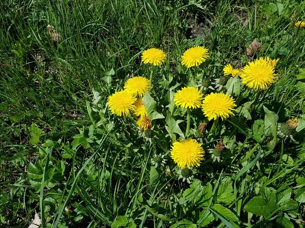 Gelb Blühende Löwenzahne Auf Der Grünen Wiese Einem Warmen Maitag — Stockfoto