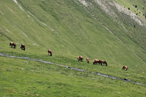 Стадо Лошадей Пасутся Широких Просторах Альпийских Лугов — стоковое фото