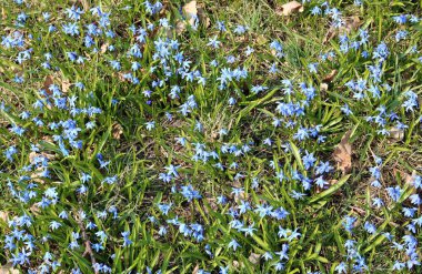 Narin mavi çiçekler Scilla Siberica İlkbaharın başında ormanın kenarında.