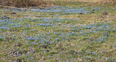 Narin mavi çiçekler Scilla Siberica İlkbaharın başında ormanın kenarında.
