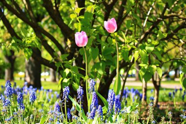 Güzel kırmızı lale köyün bahçesinde yetişiyor.