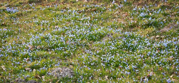 Delicate Blue Flowers Scilla Siberica Edge Forest Early Spring — Stock Photo, Image