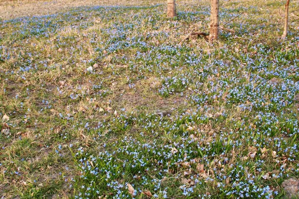 早春の森の端には繊細な青の花シラ シベリカ — ストック写真