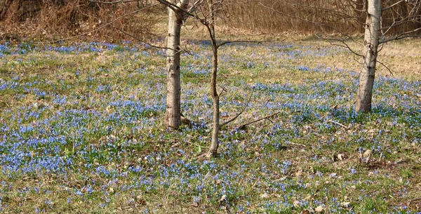 Delicadas Flores Azules Scilla Siberica Borde Del Bosque Principios Primavera —  Fotos de Stock