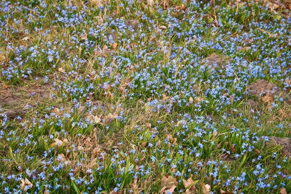 Zarte Blaue Blüten Scilla Siberica Waldrand Zeitigen Frühling — Stockfoto
