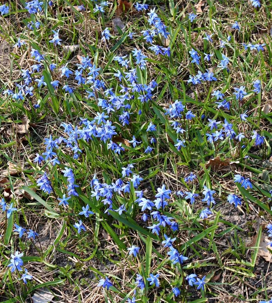 早春の森の端には繊細な青の花シラ シベリカ — ストック写真