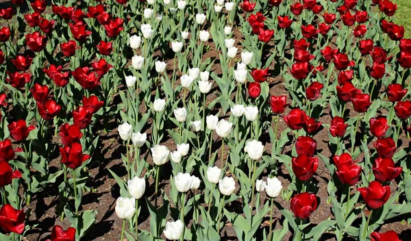 Beaucoup Tulipes Rouges Dans Lit Fleurs Par Une Journée Ensoleillée — Photo