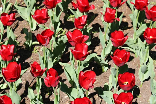 Много Красных Тюльпанов Клумбе Весенний Солнечный День — стоковое фото