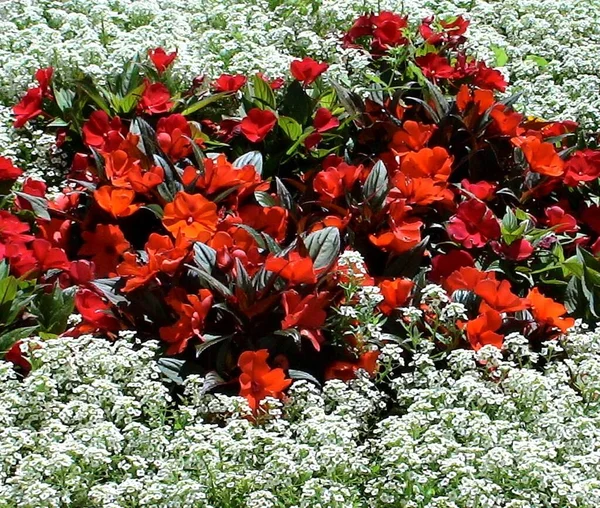 Bela Composição Flores Vermelhas Brancas Canteiro Flores — Fotografia de Stock