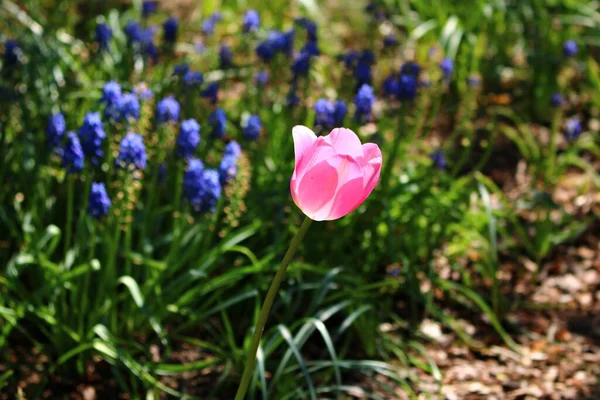 Belle Tulipe Écarlate Pousse Sur Terrain Jardin Dans Village — Photo