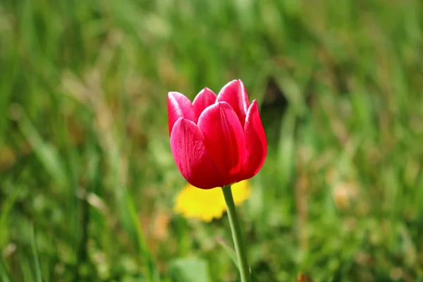 Belle tulipe écarlate pousse sur un terrain de jardin dans le village — Photo