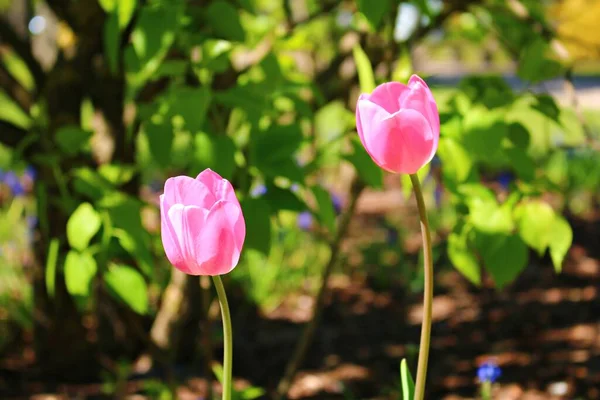 Belle tulipe écarlate pousse sur un terrain de jardin dans le village — Photo
