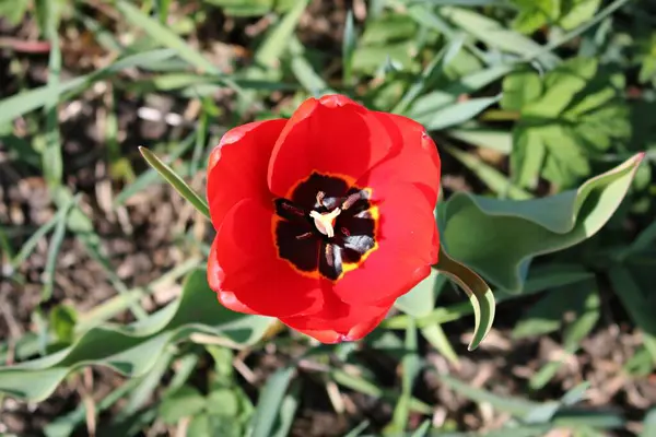 Όμορφη κόκκινη τουλίπα μεγαλώνει σε ένα οικόπεδο κήπο στο χωριό — Φωτογραφία Αρχείου
