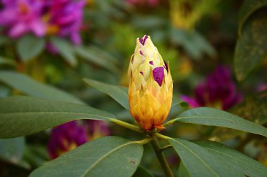 Bahar günlerinde Rhododendron 'un çalılarında tomurcuklanan tomurcukların başlangıcı.