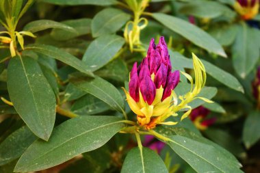 Bahar günlerinde Rhododendron 'un çalılarında tomurcuklanan tomurcukların başlangıcı.
