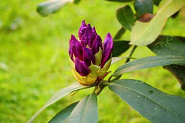Bahar günlerinde Rhododendron 'un çalılarında tomurcuklanan tomurcukların başlangıcı.