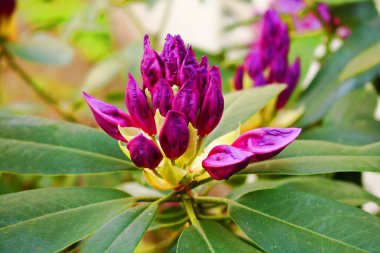 Bahar günlerinde Rhododendron 'un çalılarında tomurcuklanan tomurcukların başlangıcı.