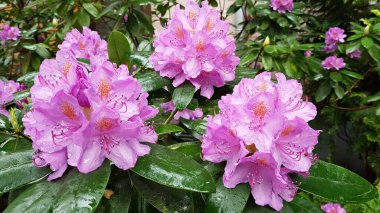 Rododendron çalıları ılık Mayıs günlerinde büyük güzel çiçekler açar..