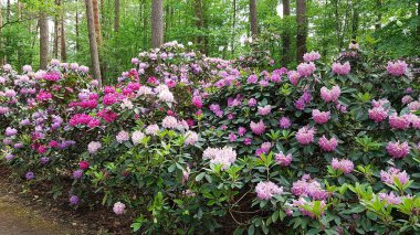 Rododendron çalıları ılık Mayıs günlerinde büyük güzel çiçekler açar..