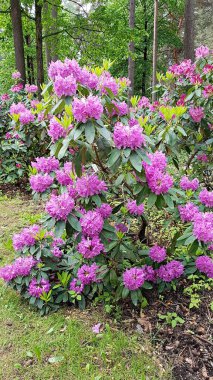 Rododendron çalıları ılık Mayıs günlerinde büyük güzel çiçekler açar..